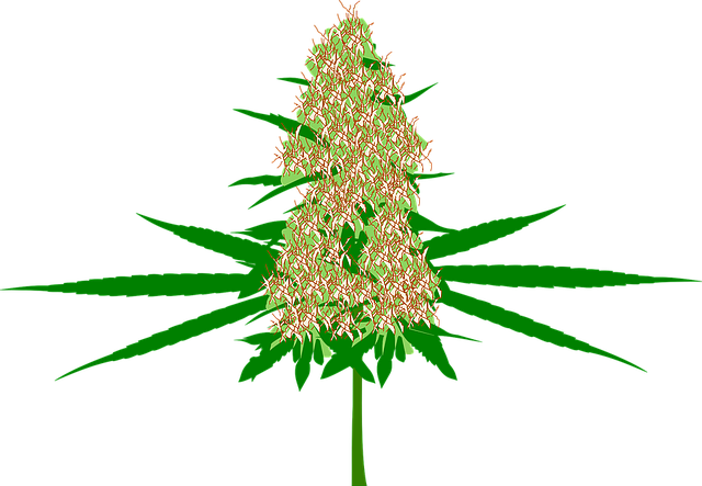 kresba marihuany i s květem