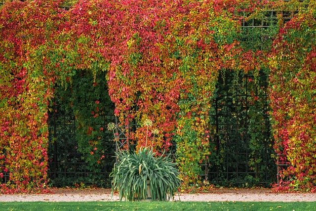 pergola porostlá rostlinami